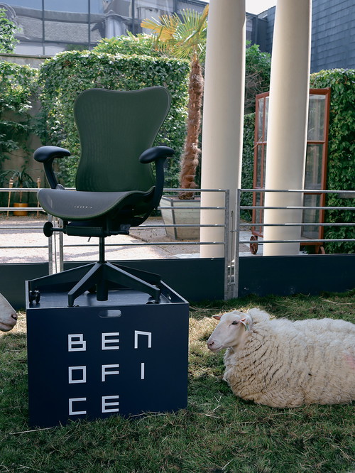 Echte, lebende Schafe bei Wool&amp;Wire