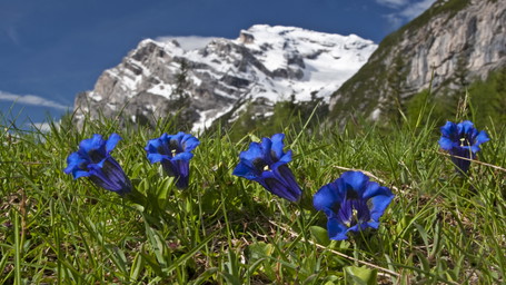 »Alpine Beauty«: 5 Pflegeprodukte mit Edelweiß, Zirbe & Bergkräutern