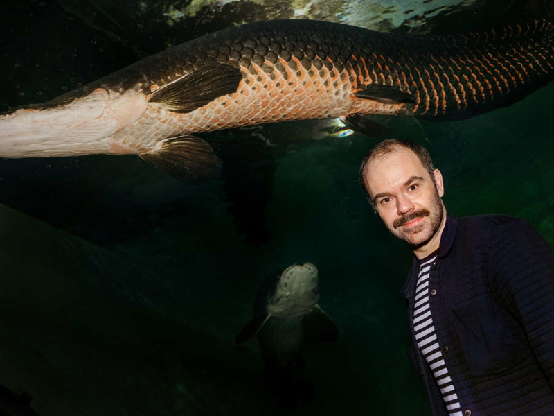 Passende Foto-Location. Gigantische Arapaimas, die zu den größten Süßwasserfischen der Welt zählen, schwimmen im acht Meter langen Röhrenaquarium des Tiergartens Schönbrunn über den Köpfen der staunenden Menschen. Beeindruckend auch für Michael Schachermaier. 