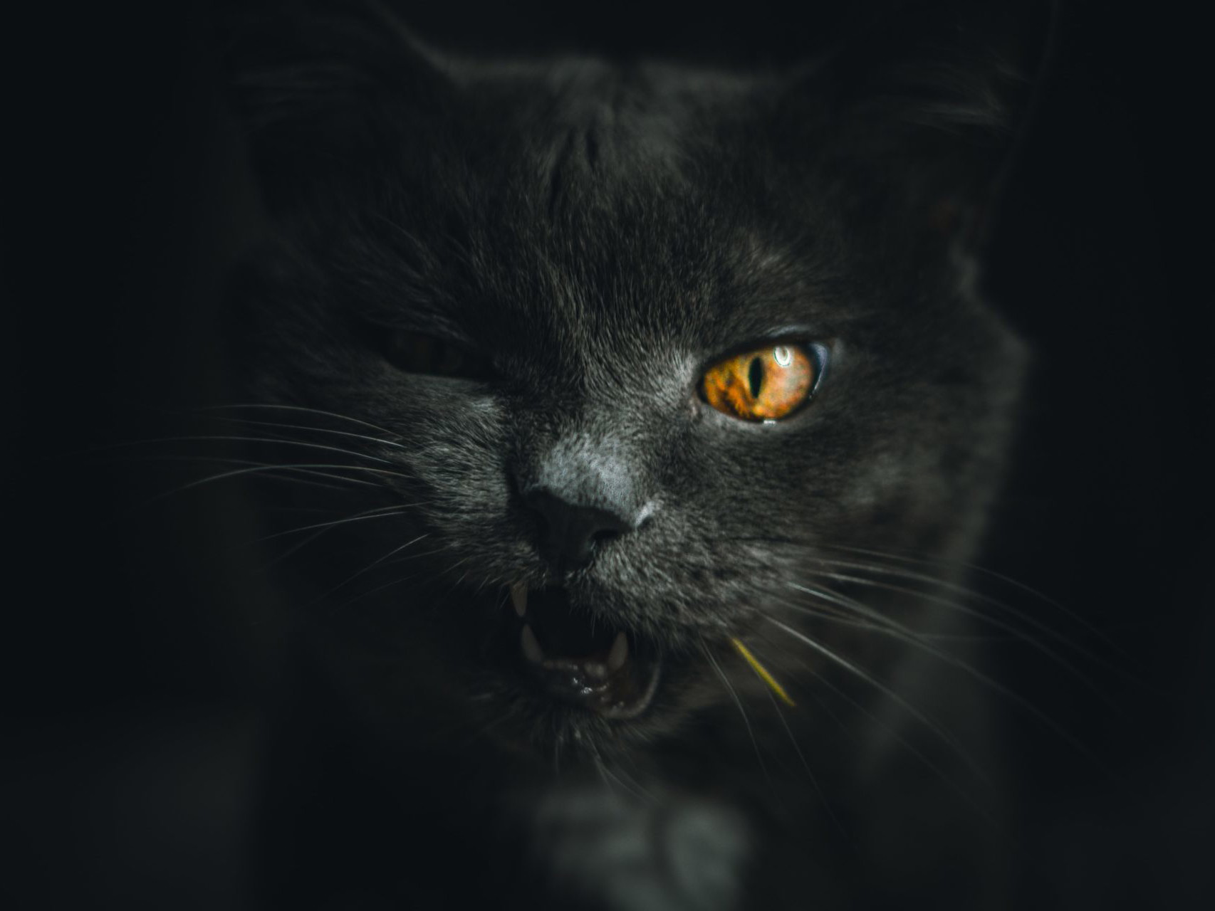 Ene Katze blickt missmutig.