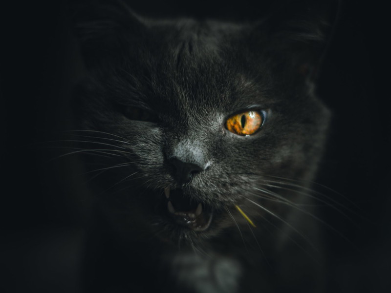 Ene Katze blickt missmutig.