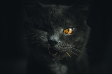 Was das Musical „Cats“ uns über Katzen lehrt