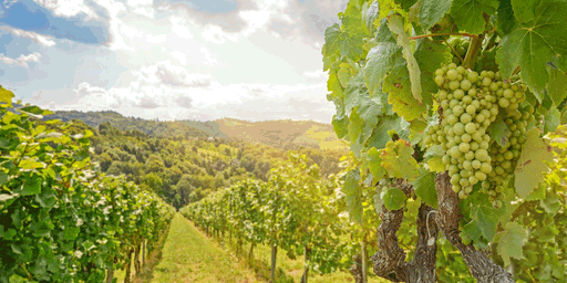 Roadtrips durch Österreichs Weinregionen