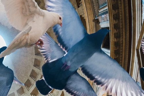 Zwei Tauben fliegen durch die Kuppel eines historischen Gebäudes, eine weiß und eine blau-grau gefärbt.